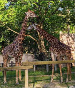 Photo of Tatu and Joshua, the Masai giraffes