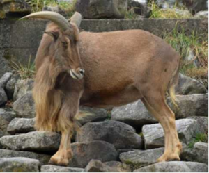 Photo of Yellow, the aoudad