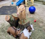 PYGMY GOATS