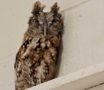 LV ZOO WELCOMES A LV ZOO WELCOMES A TAMMAR WALLABY AND AN EASTERN SCREECH OWL