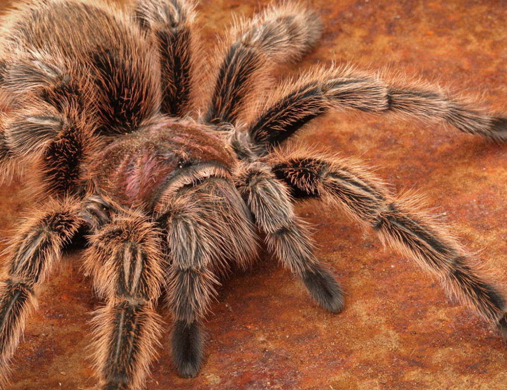Chilean Rose Hair Tarantula Lehigh Valley Zoo