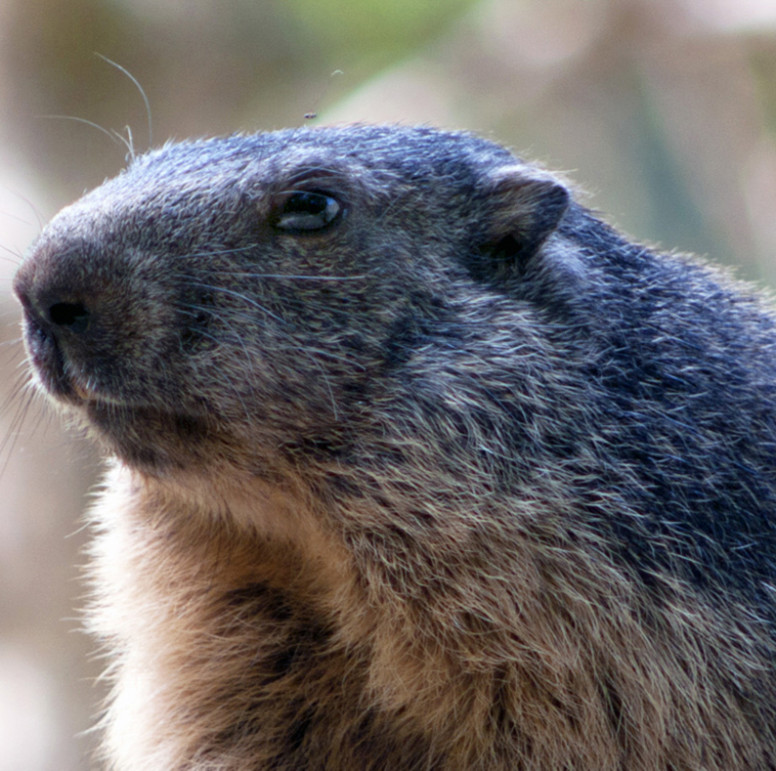 Groundhog Pest Control Company | Pest Control