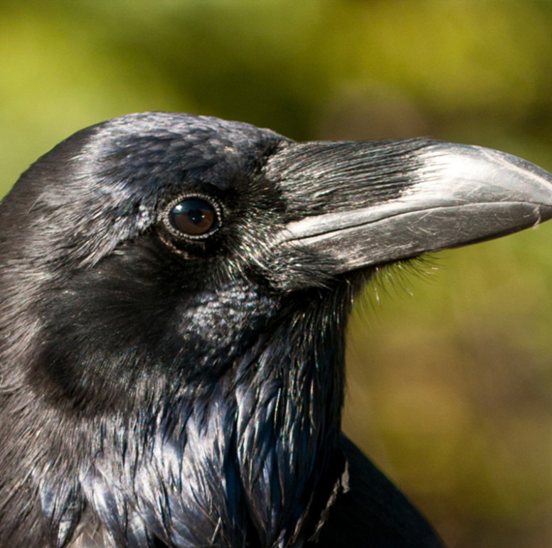 Raven - Lehigh Valley Zoo
