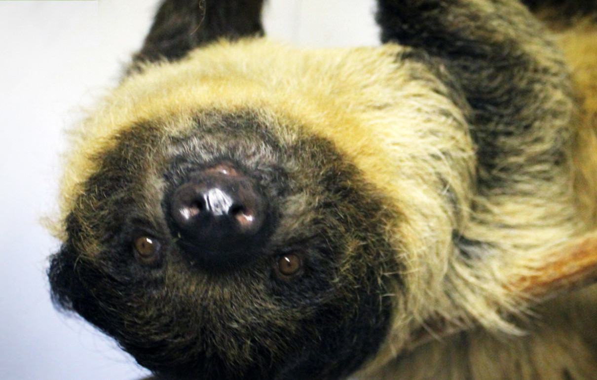 Linnaeus s Two Toed Sloth Lehigh Valley Zoo