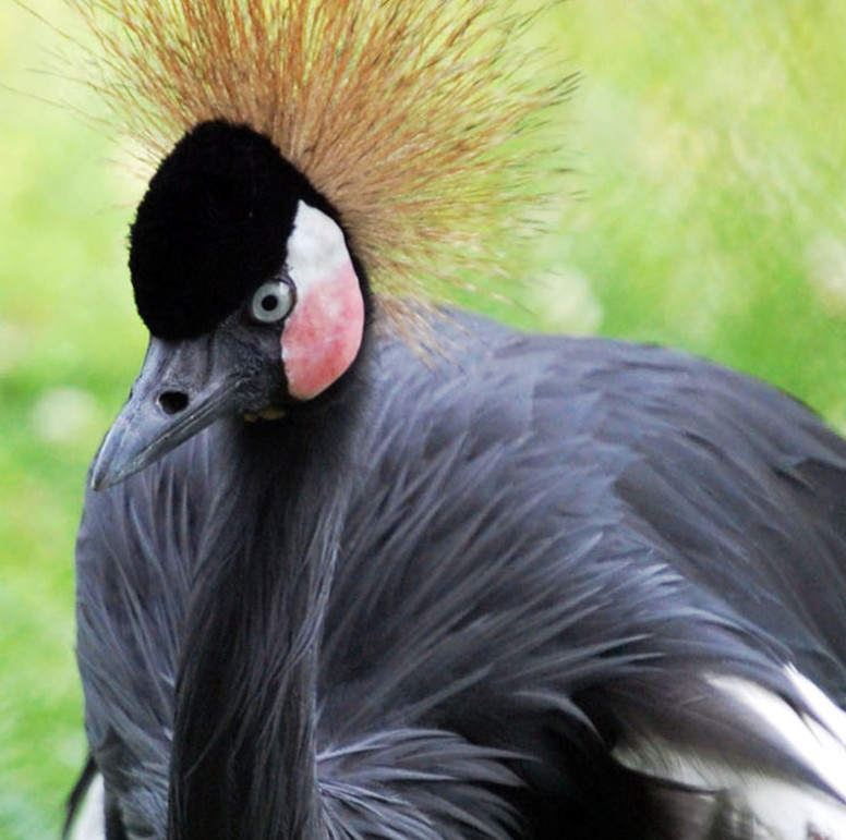 Did you know it's illegal to possess most bird feathers? - Shadows and Light