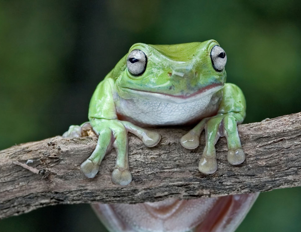 White’s Tree Frog - Lehigh Valley Zoo