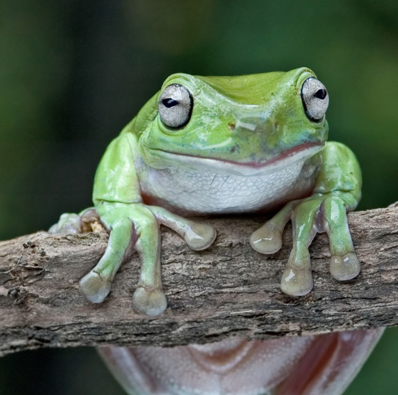 White's Tree Frog - Lehigh Valley Zoo