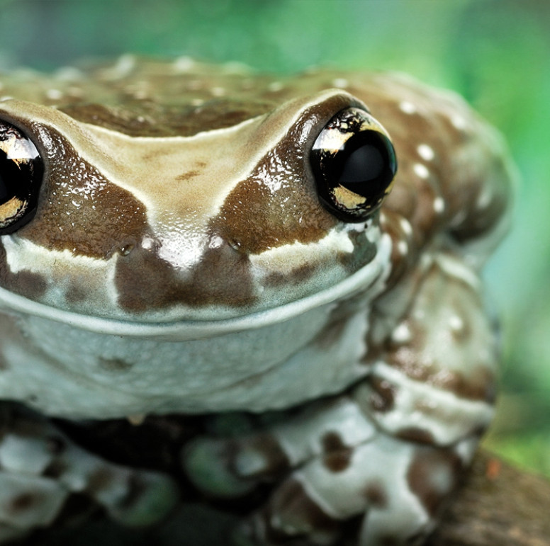 Milk Frog - Lehigh Valley Zoo