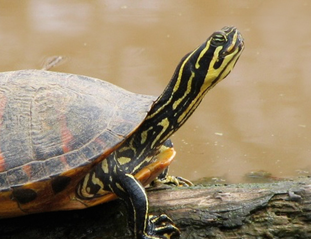 Florida Red-Bellied Turtle - Lehigh Valley Zoo