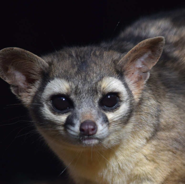  Ringtail  Lehigh Valley Zoo