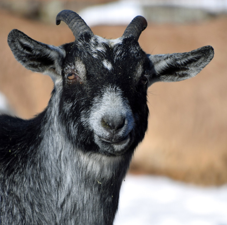 Alpine Goat Lehigh Valley Zoo