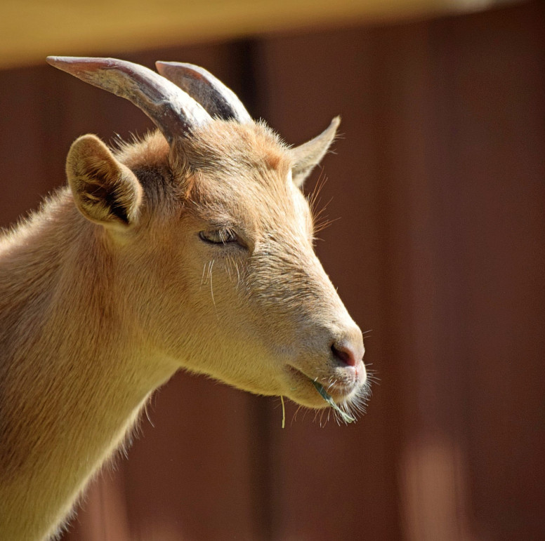 Pygmy Goat - Lehigh Valley Zoo