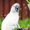 buy white cockatoo