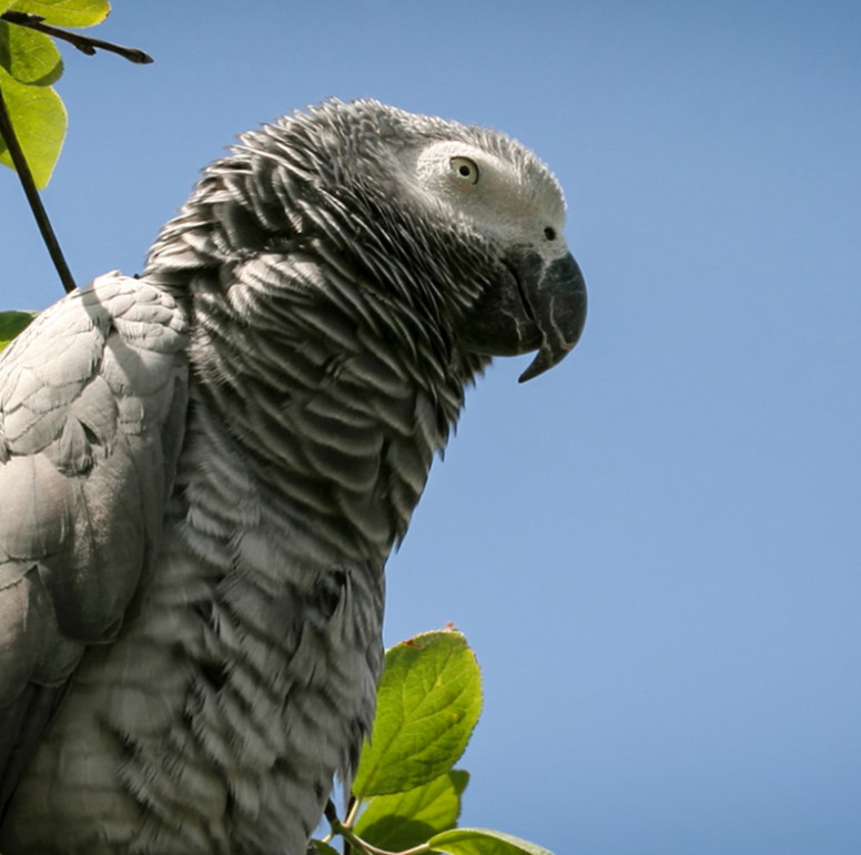 African Gray Parrot - Lehigh Valley Zoo