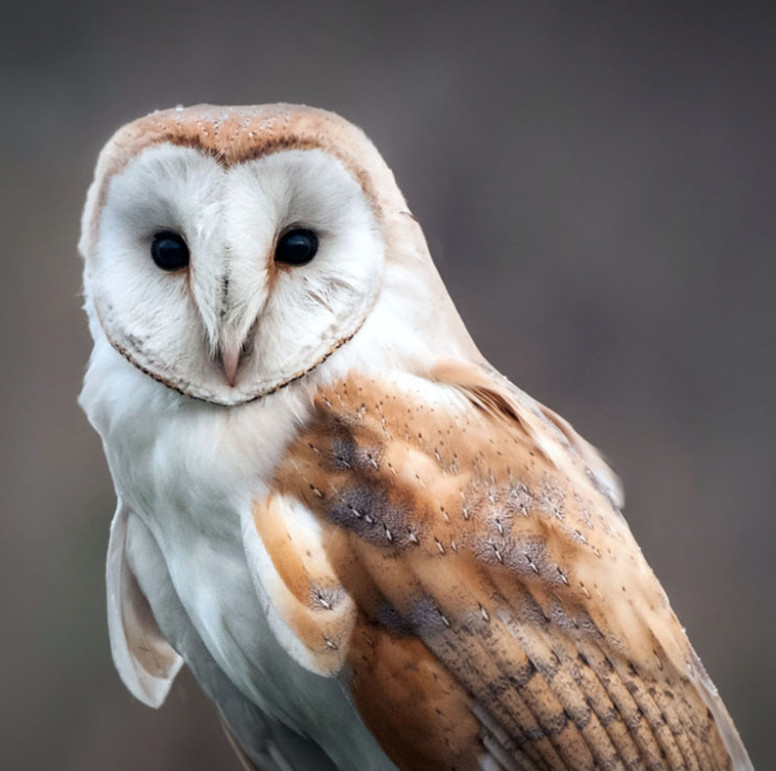 nerys wynne ★ girflet Barn-Owl-image