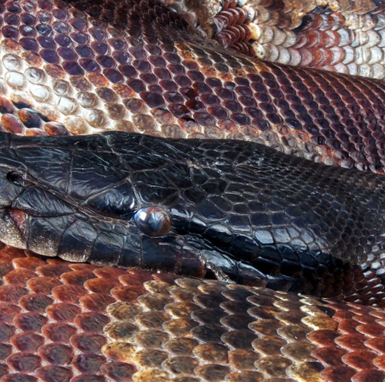 Blood Python - Lehigh Valley Zoo