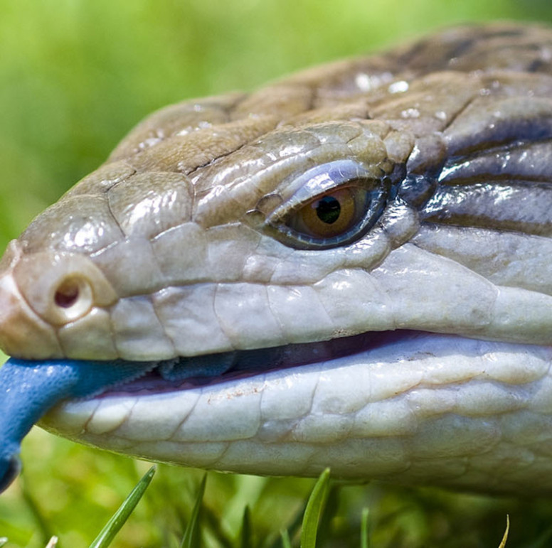 Blue Tongued Skink - Lehigh Valley Zoo