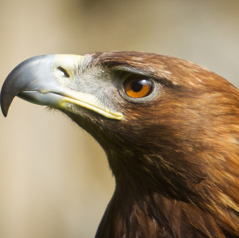 Golden Eagle Lehigh Valley Zoo