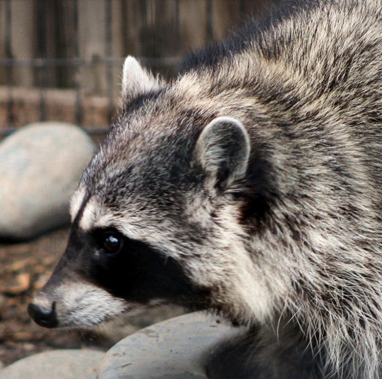 Raccoon - Lehigh Valley Zoo