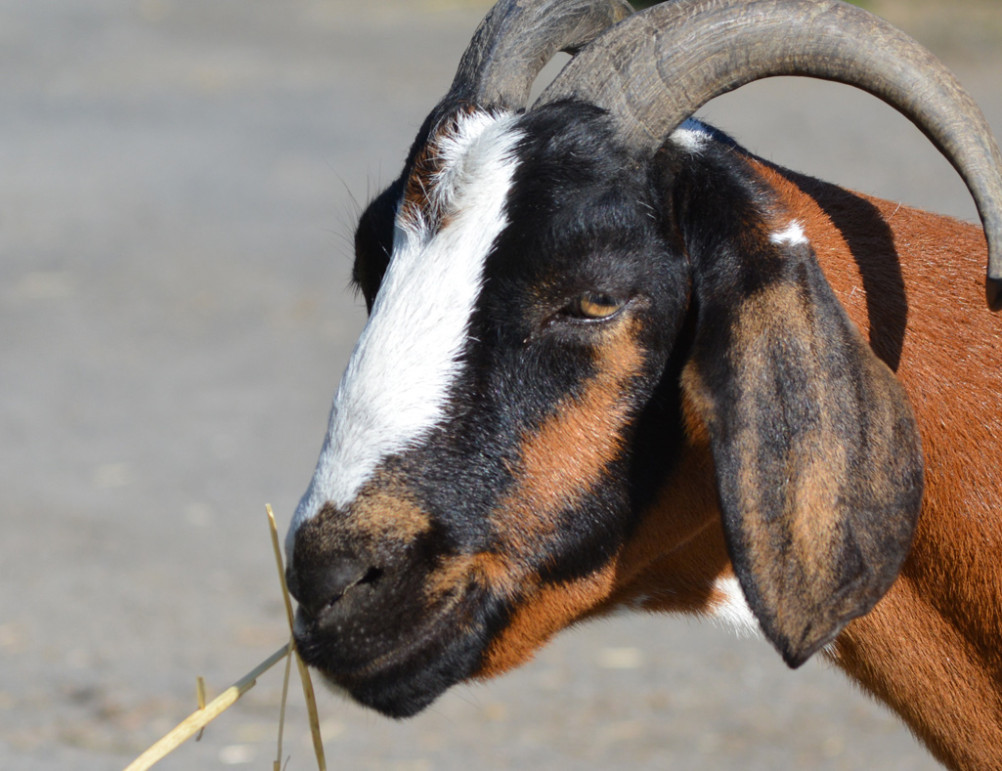 Nubian Goat Lehigh Valley Zoo