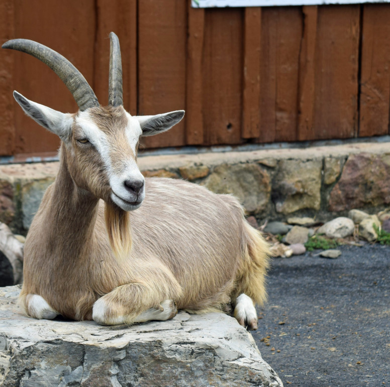 Toggenburg Goat - Lehigh Valley Zoo