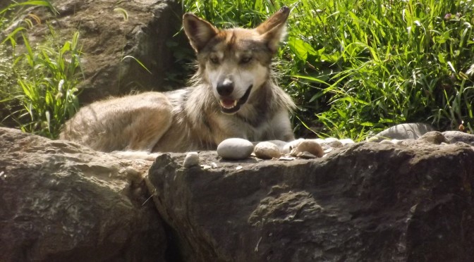 AZA Grants Accreditation to Lehigh Valley Zoo