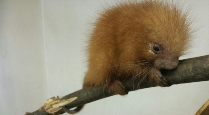 Baby Porcupine Joins Lehigh Valley Zoo Family