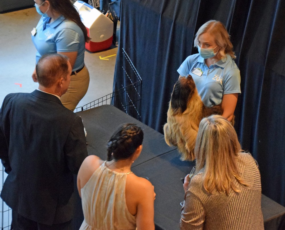 Two-toed Sloth, Bean, at the Conservation Celebration