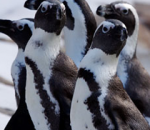 Lehigh Valley Zoo Official Website Gets a Fresh New Look