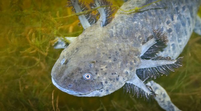 Axolotl