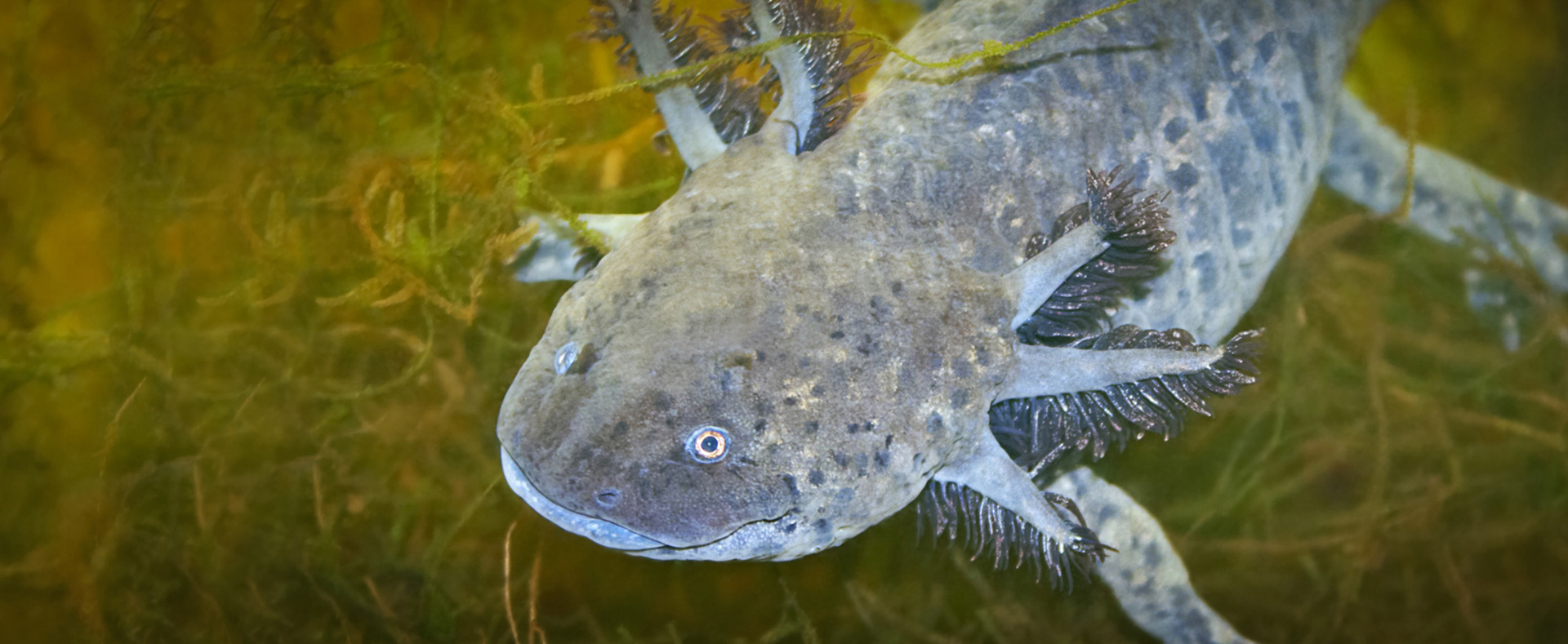 Axolotl freshwater sales fish