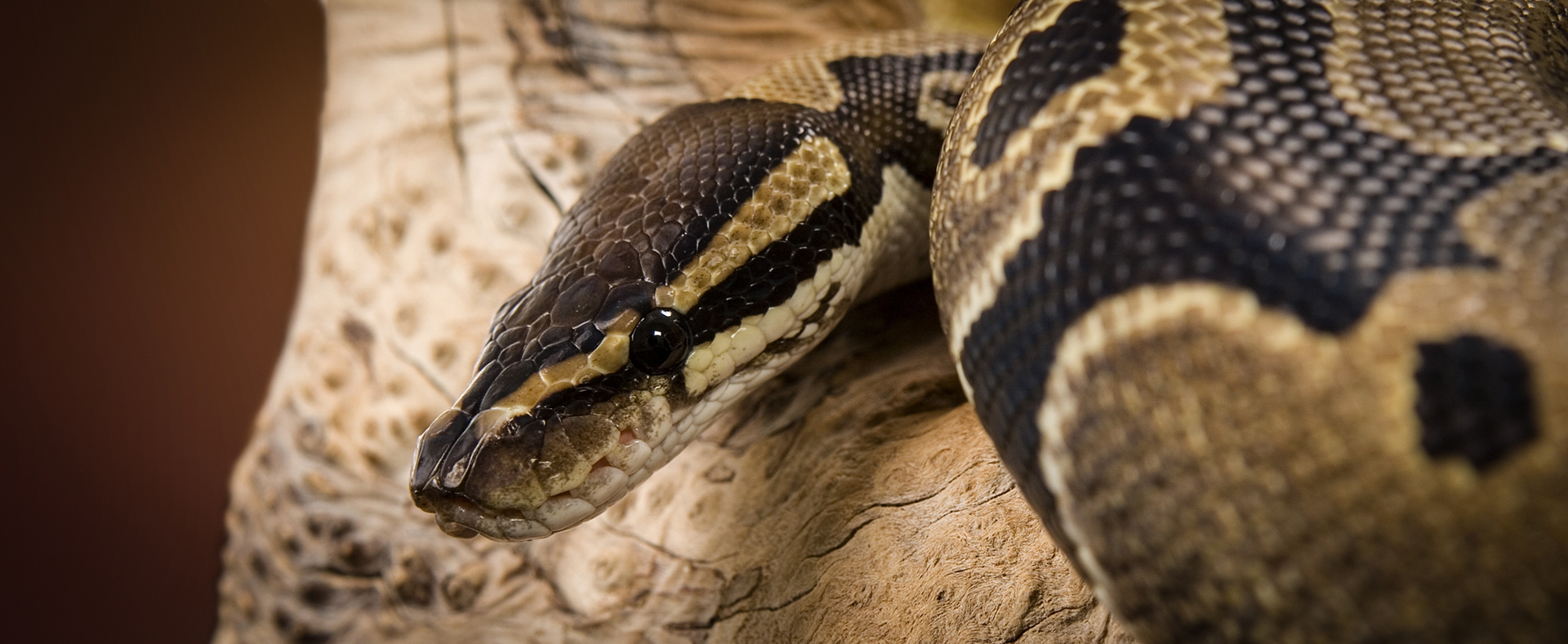 Ball Python - Lehigh Valley Zoo