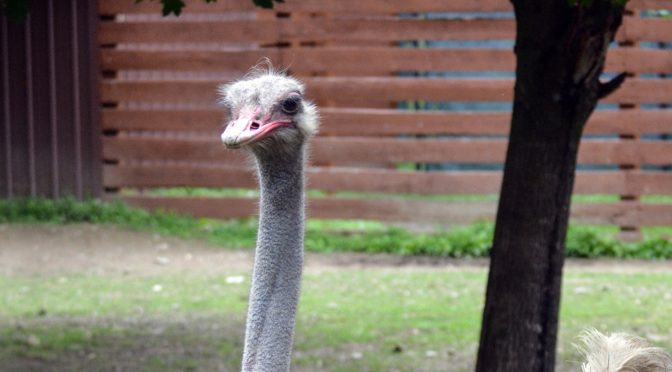 Ostrich
