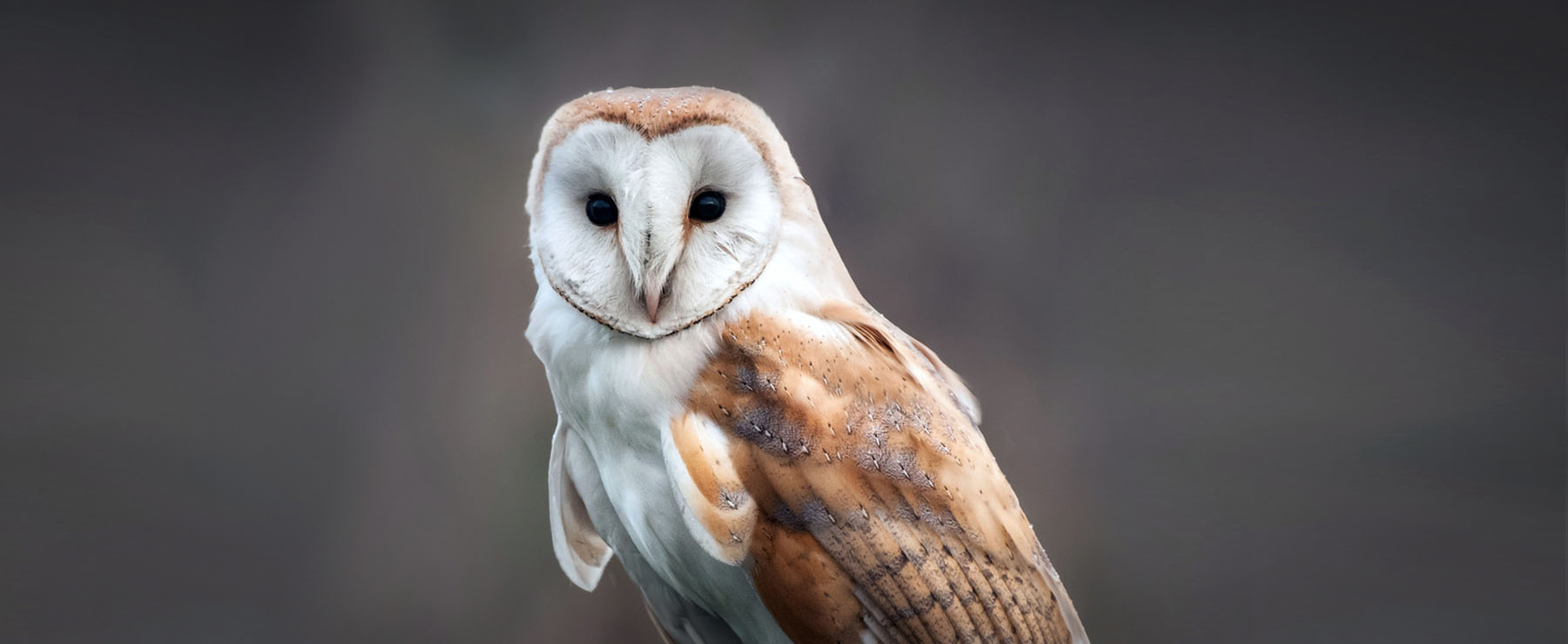 Barn Owl Lehigh Valley Zoo