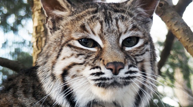 Bobcat