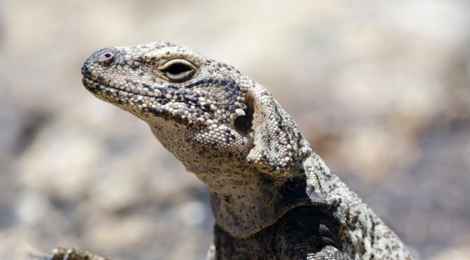 Chuckwalla