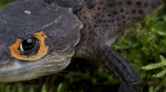 Crocodile Skink