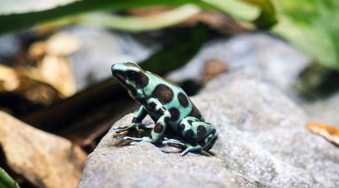 Dart Frog