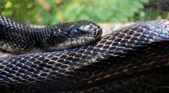 Eastern Rat Snake