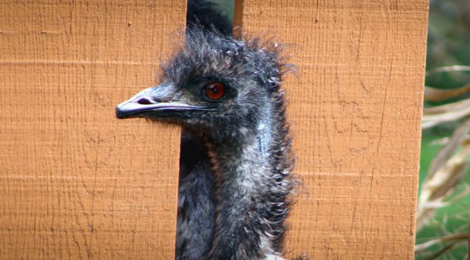 Emu