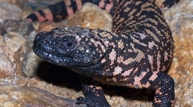 Gila Monster