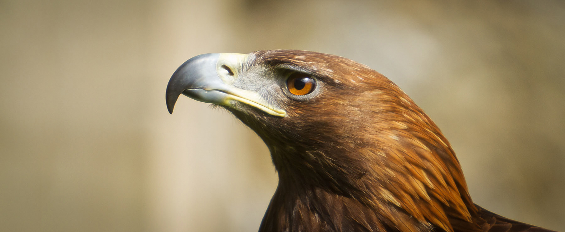 Golden Eagle - Lehigh Valley Zoo