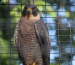 Peregrine Falcon