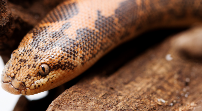 Kenyan Sand Boa