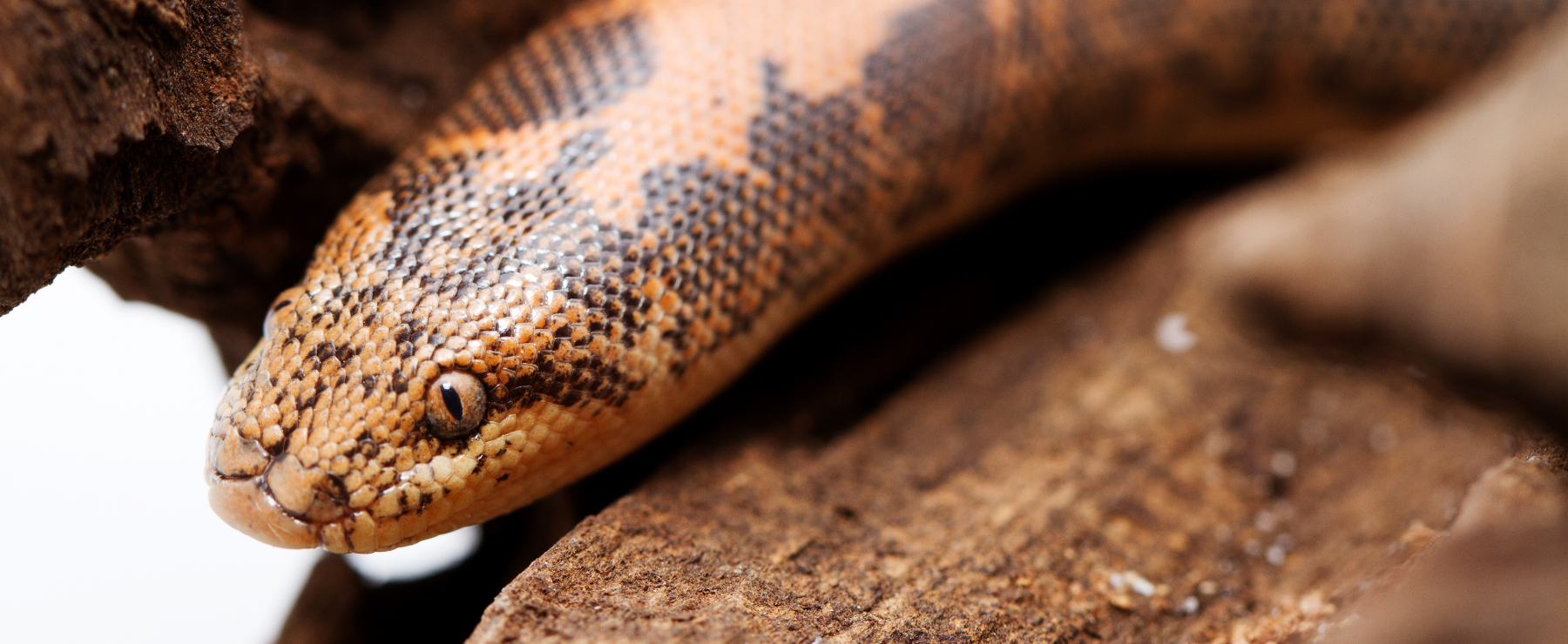 Kenyan Sand Boa - Lehigh Valley Zoo