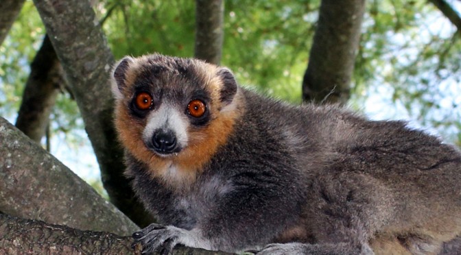 Mongoose Lemur