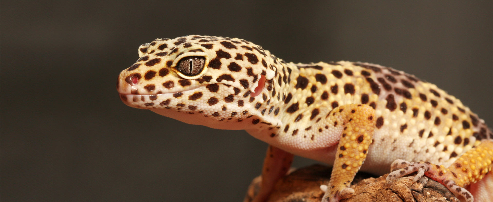 Leopard Gecko - Zoo Lembah Lehigh