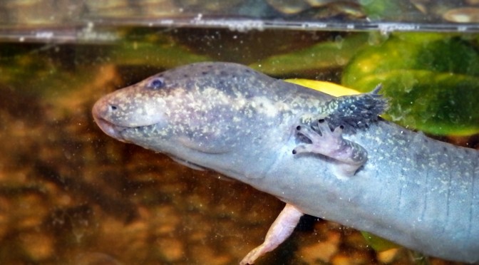 Lesser Siren