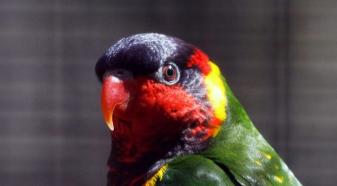 Lemming  Pet birds, Zoo animals, Mammals