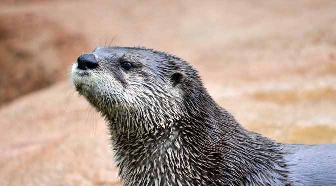 North America River Otter